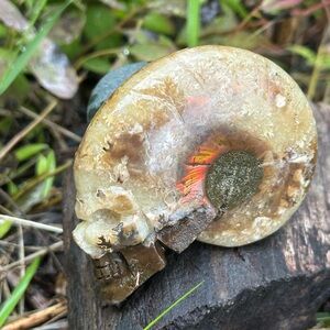 Ammonite Skull